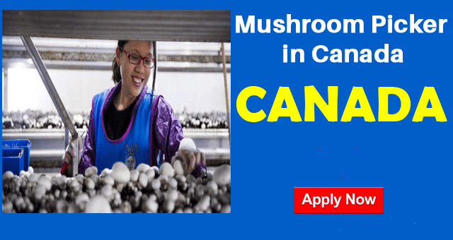 Mushroom Picker in Canada
